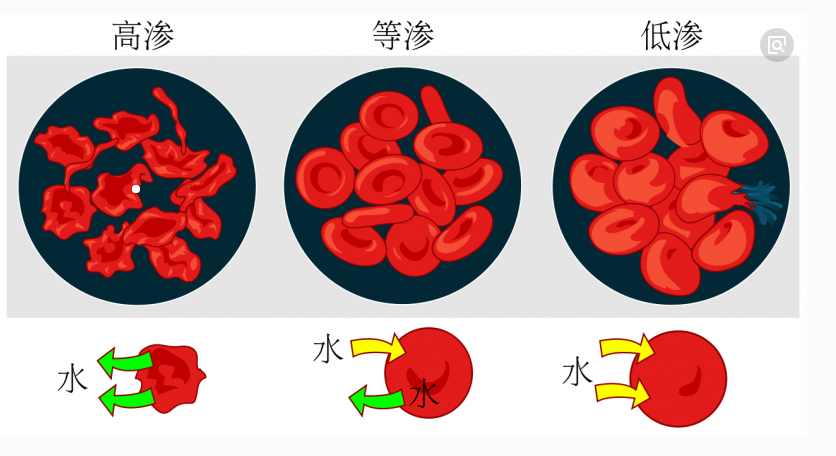 红血球细胞在不同渗透压下的状态